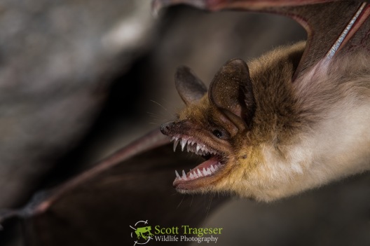 Mexican Fishing Bat (Myotis vivesi)